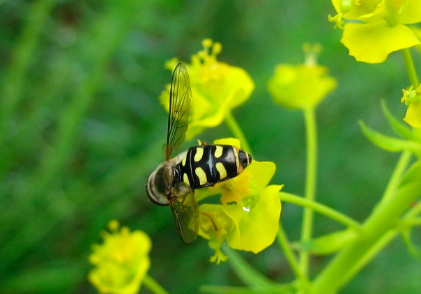 Eupeodes nitens?